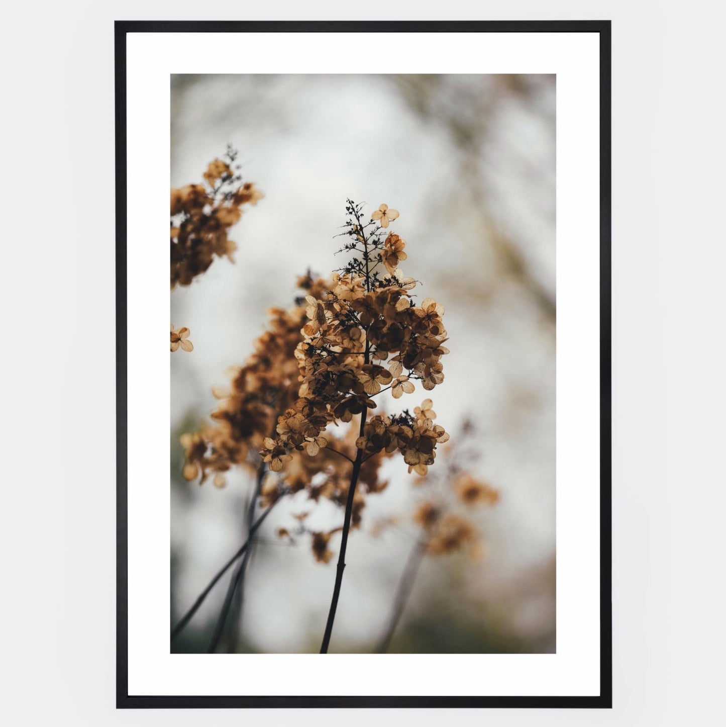 Poster with a photo of a dried hydrangea