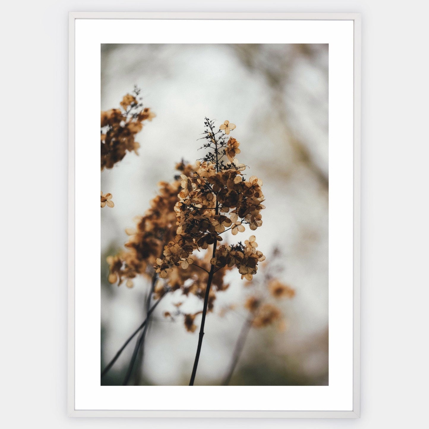 Poster with a photo of a dried hydrangea
