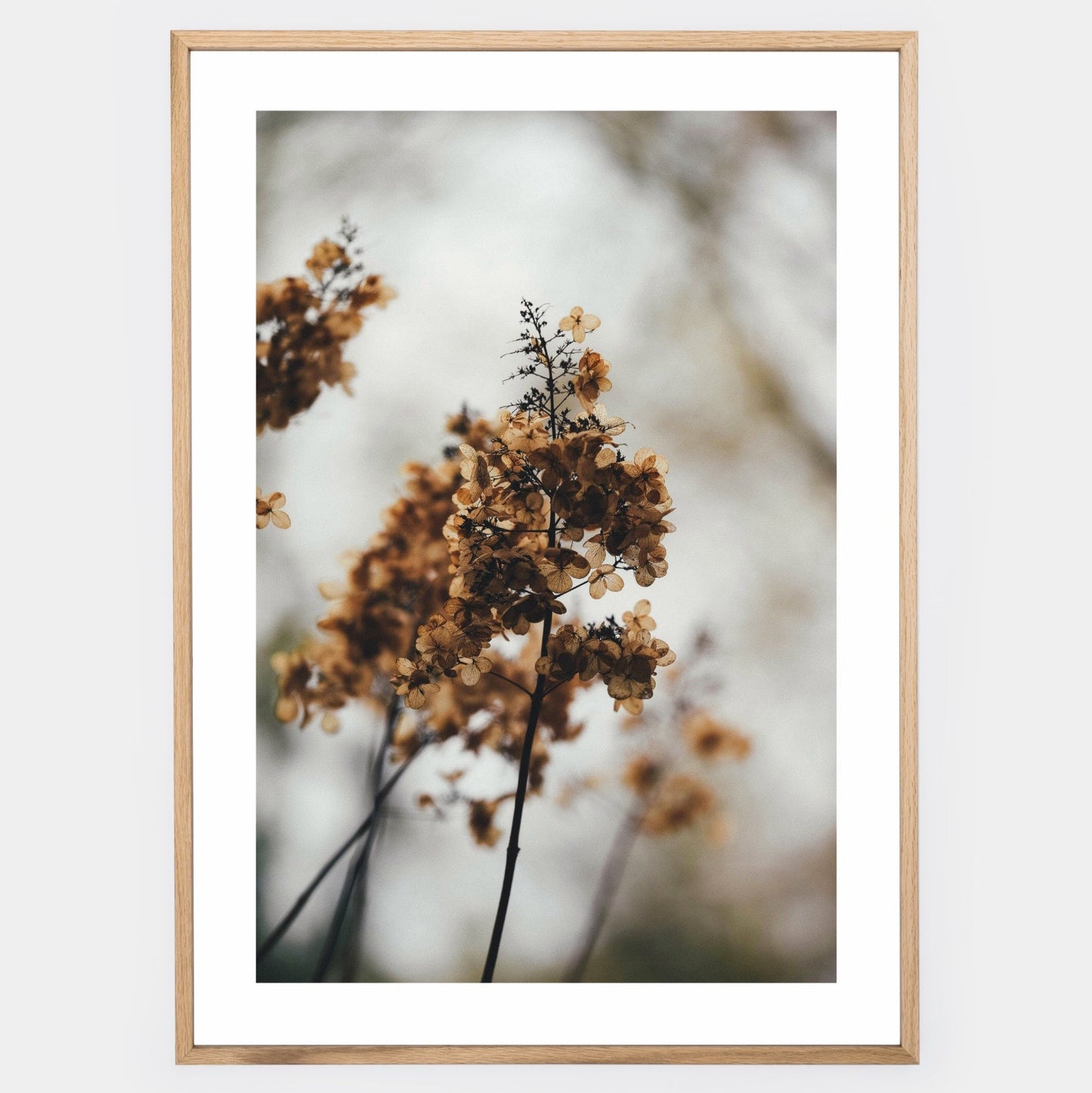 Poster with a photo of a dried hydrangea
