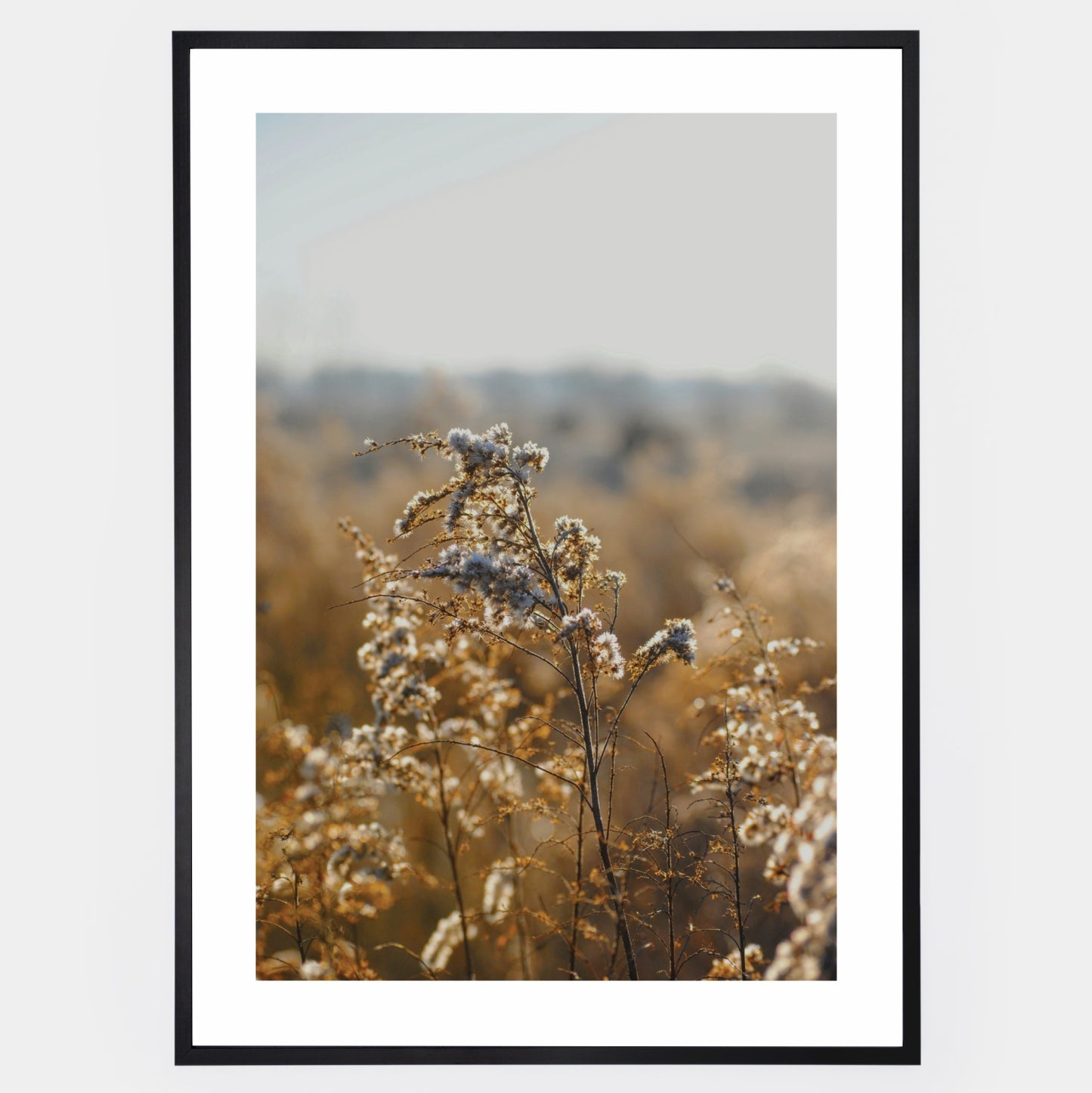 Poster with a photo of golden meadow flowers