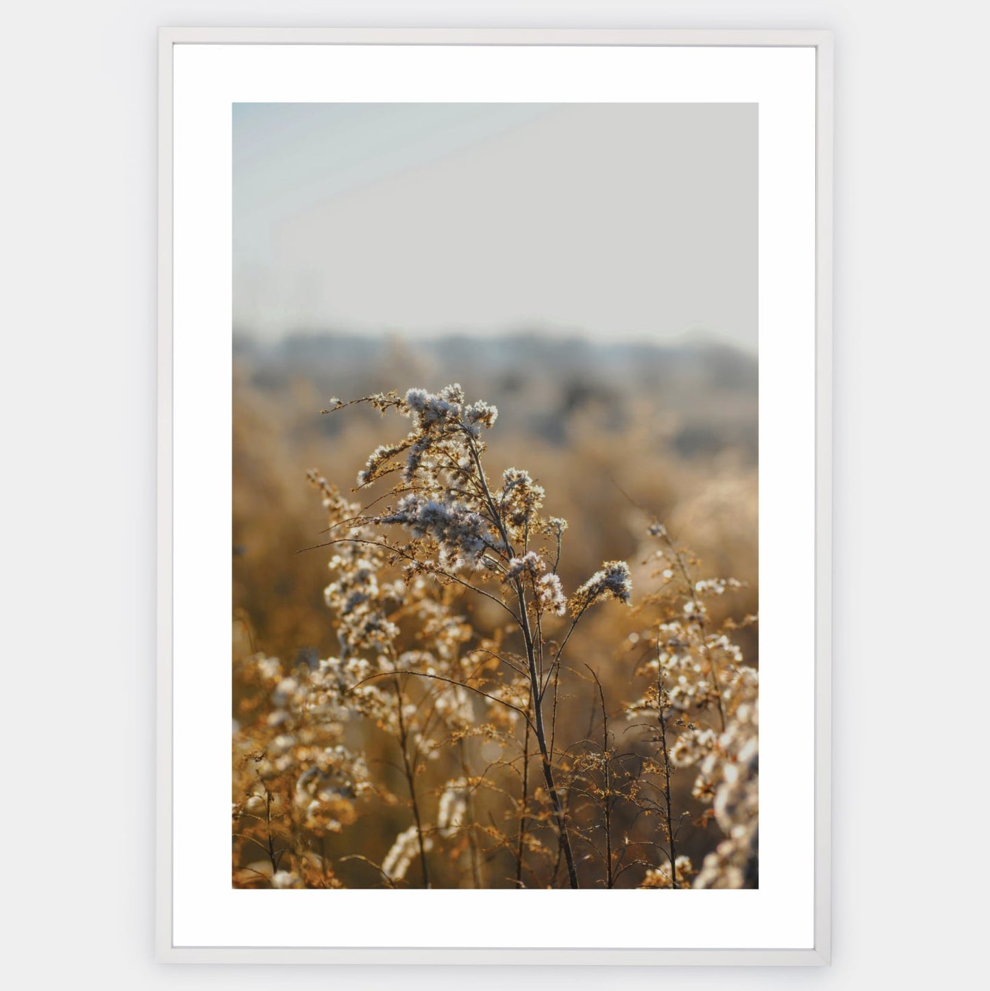 Poster with a photo of golden meadow flowers