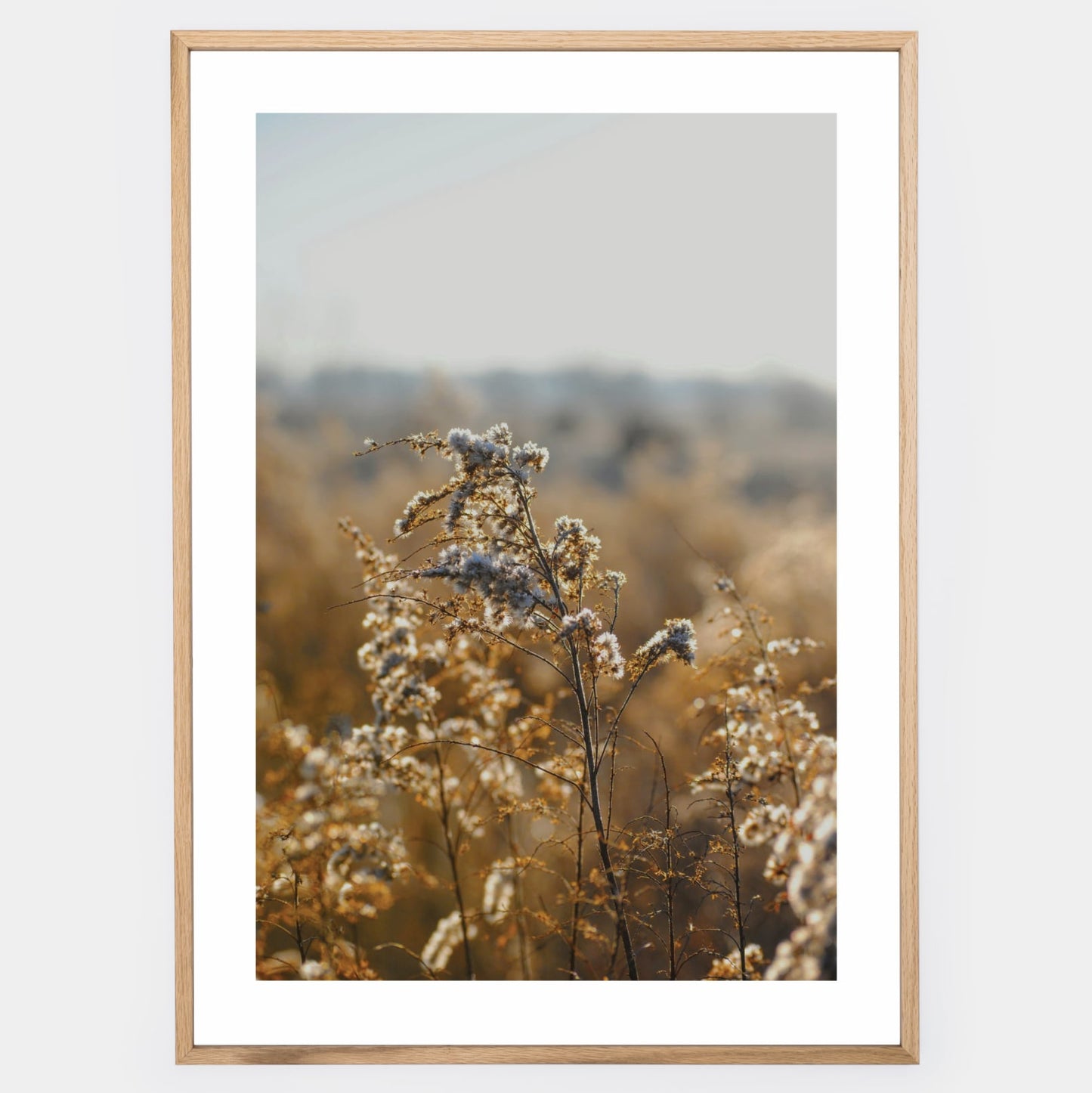 Poster with a photo of golden meadow flowers