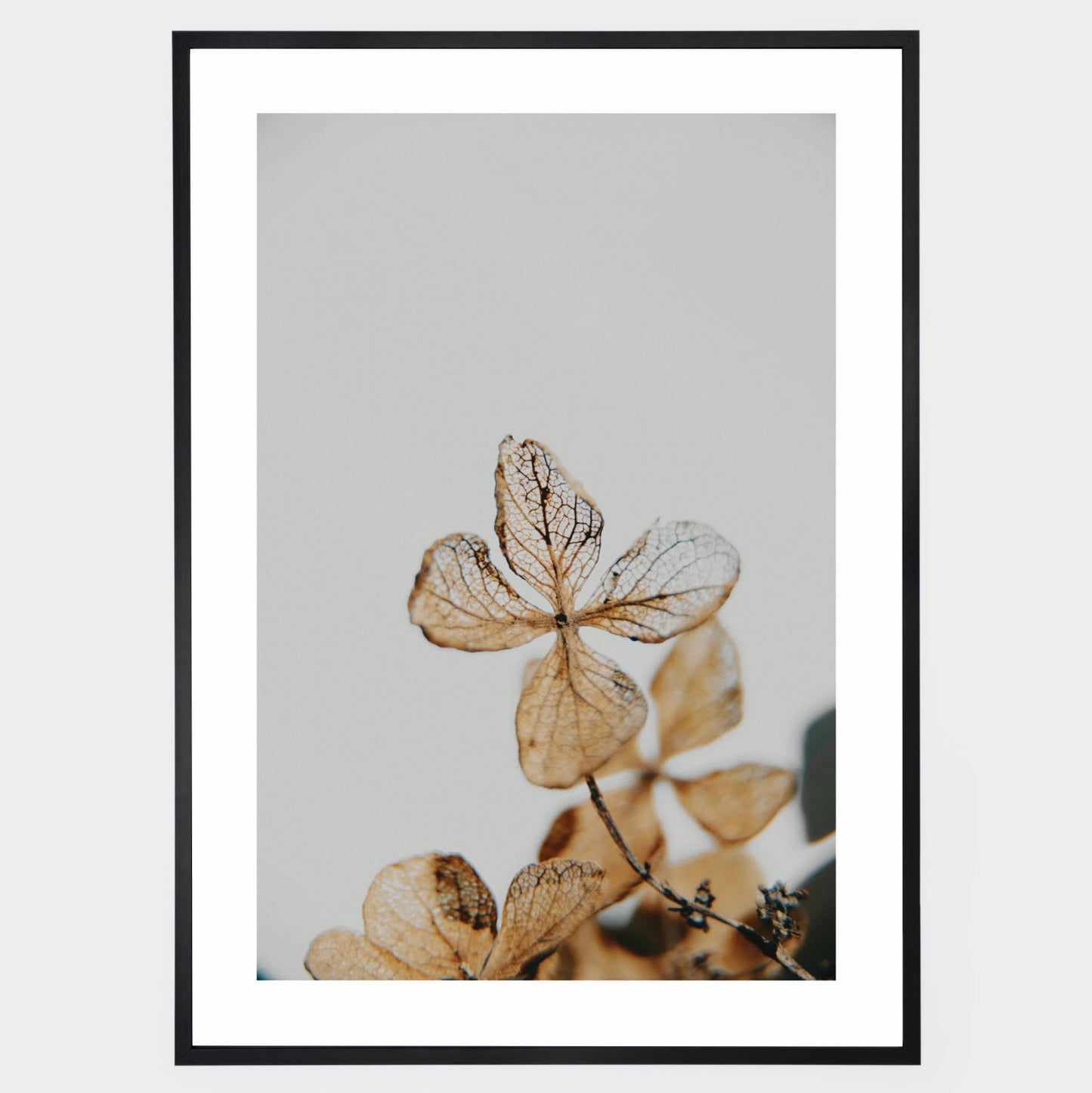 Poster with a photo of a dried hydrangea detail