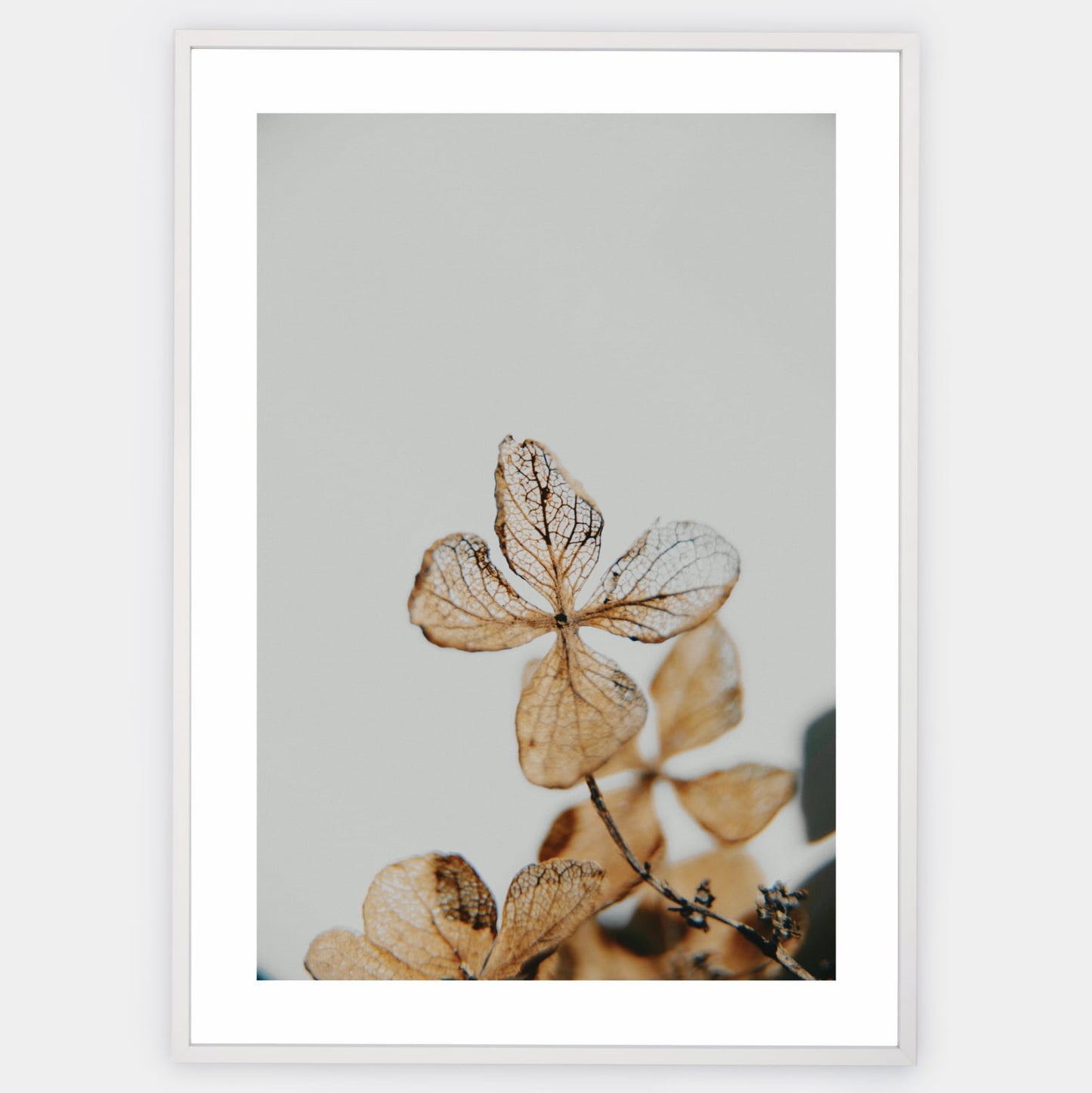 Poster with a photo of a dried hydrangea detail