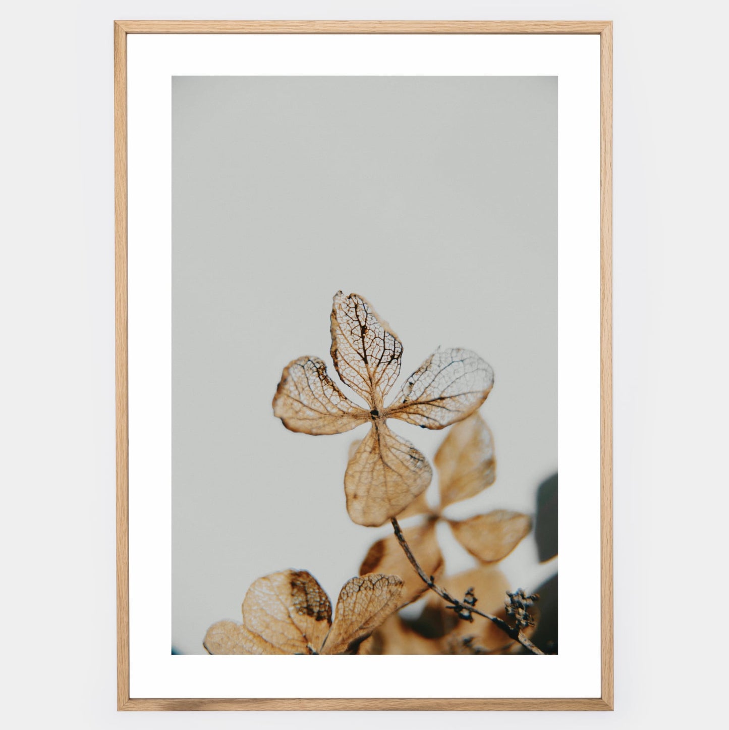 Poster with a photo of a dried hydrangea detail