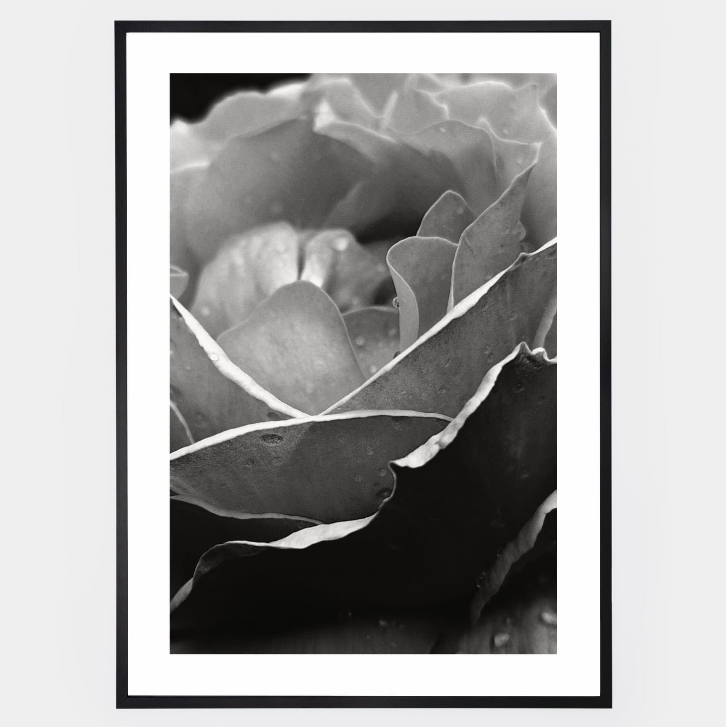 Poster with a photo of a rose