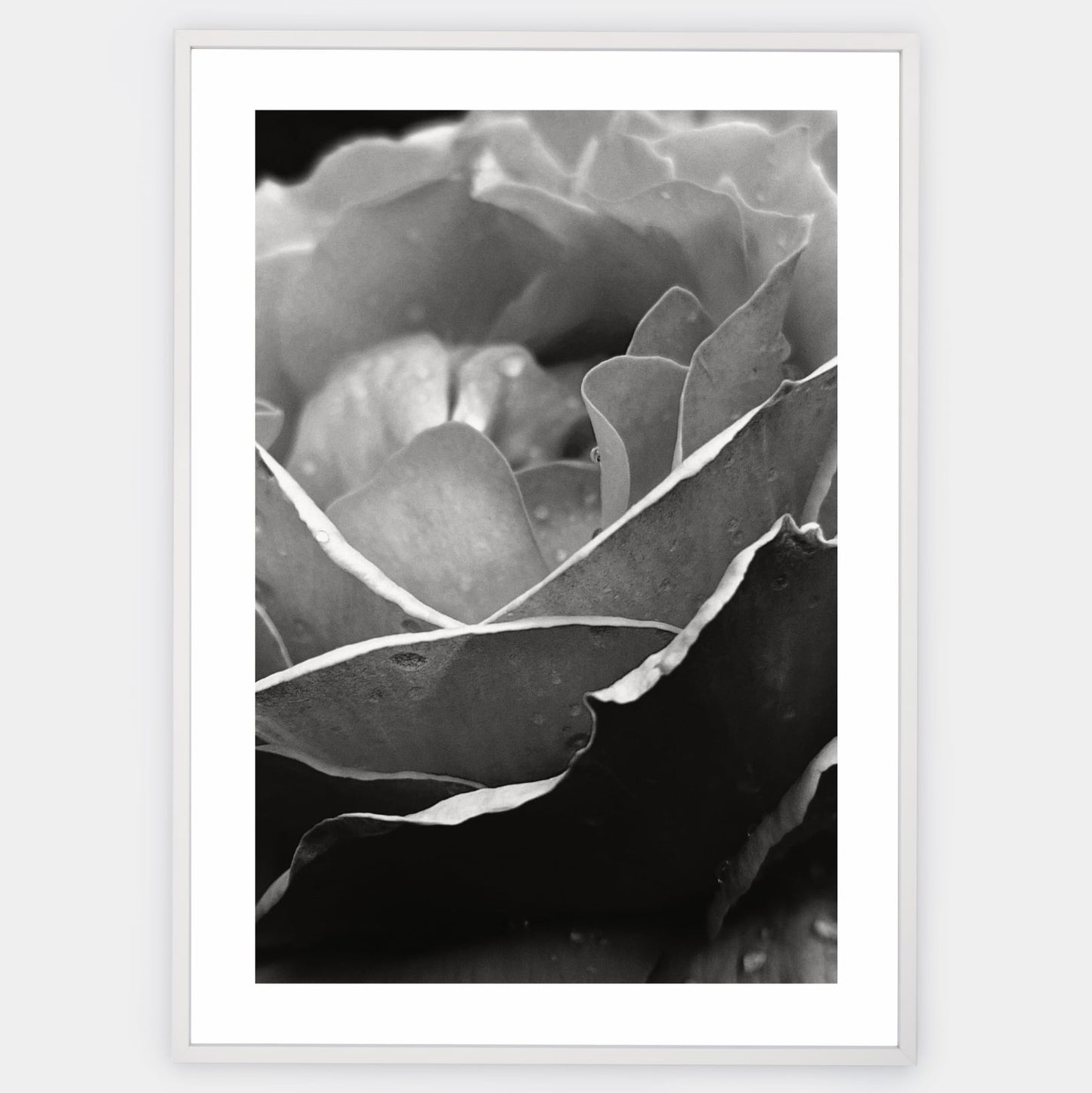 Poster with a photo of a rose
