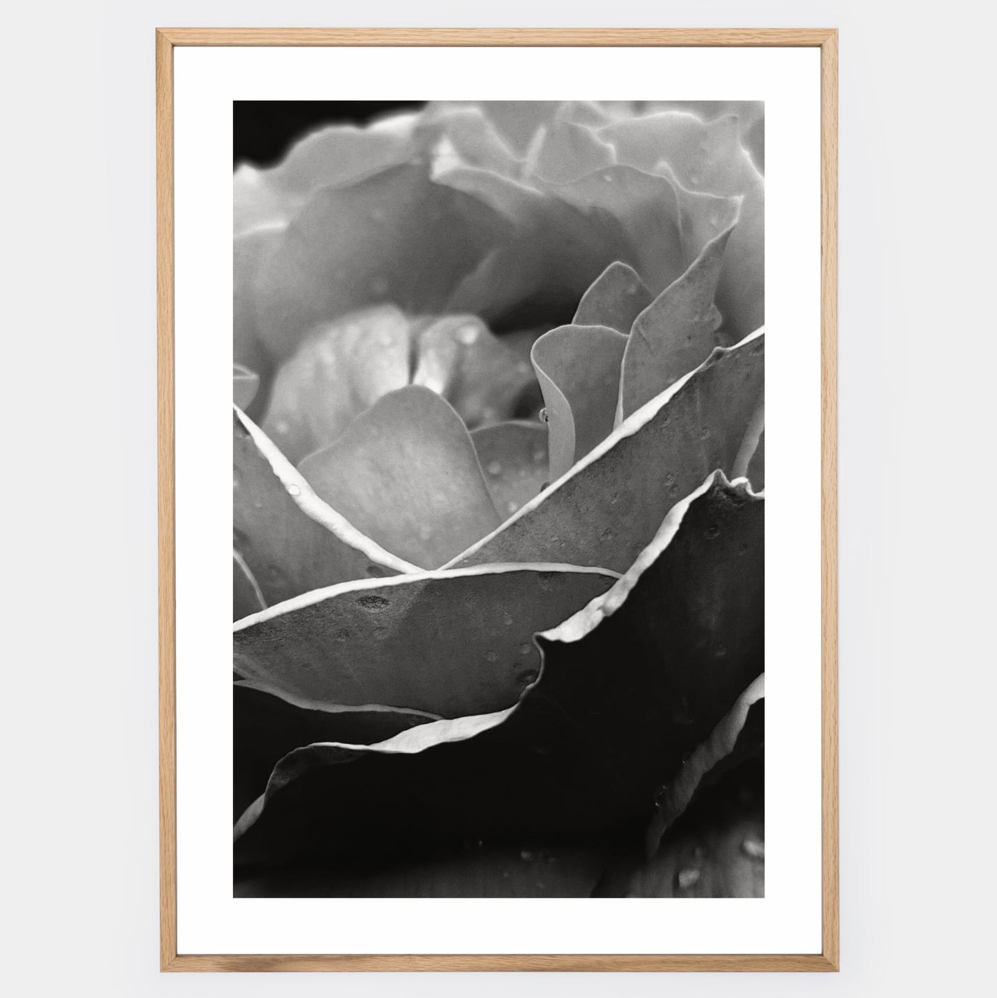 Poster with a photo of a rose