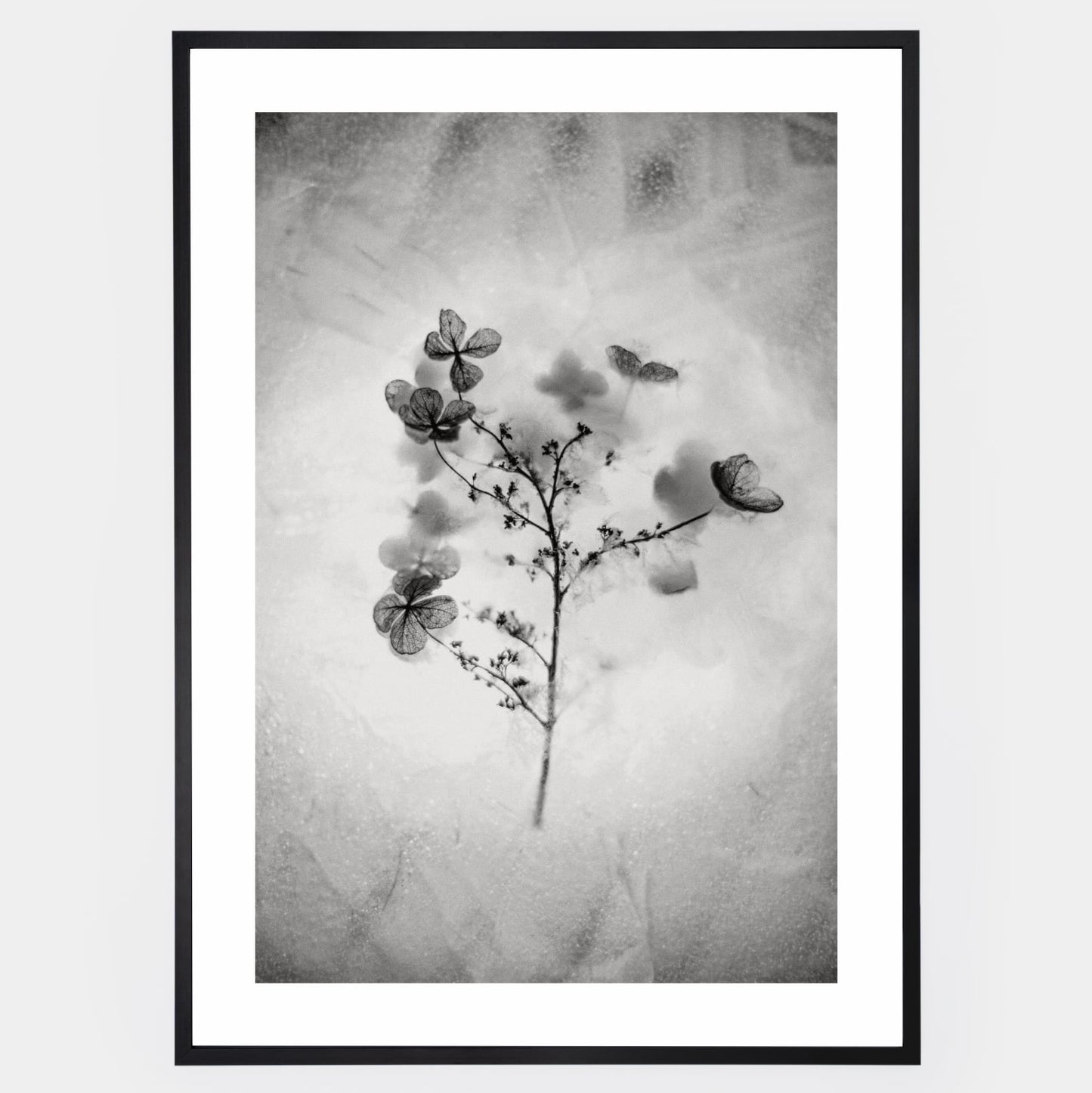 Poster with a photo of a dried flower