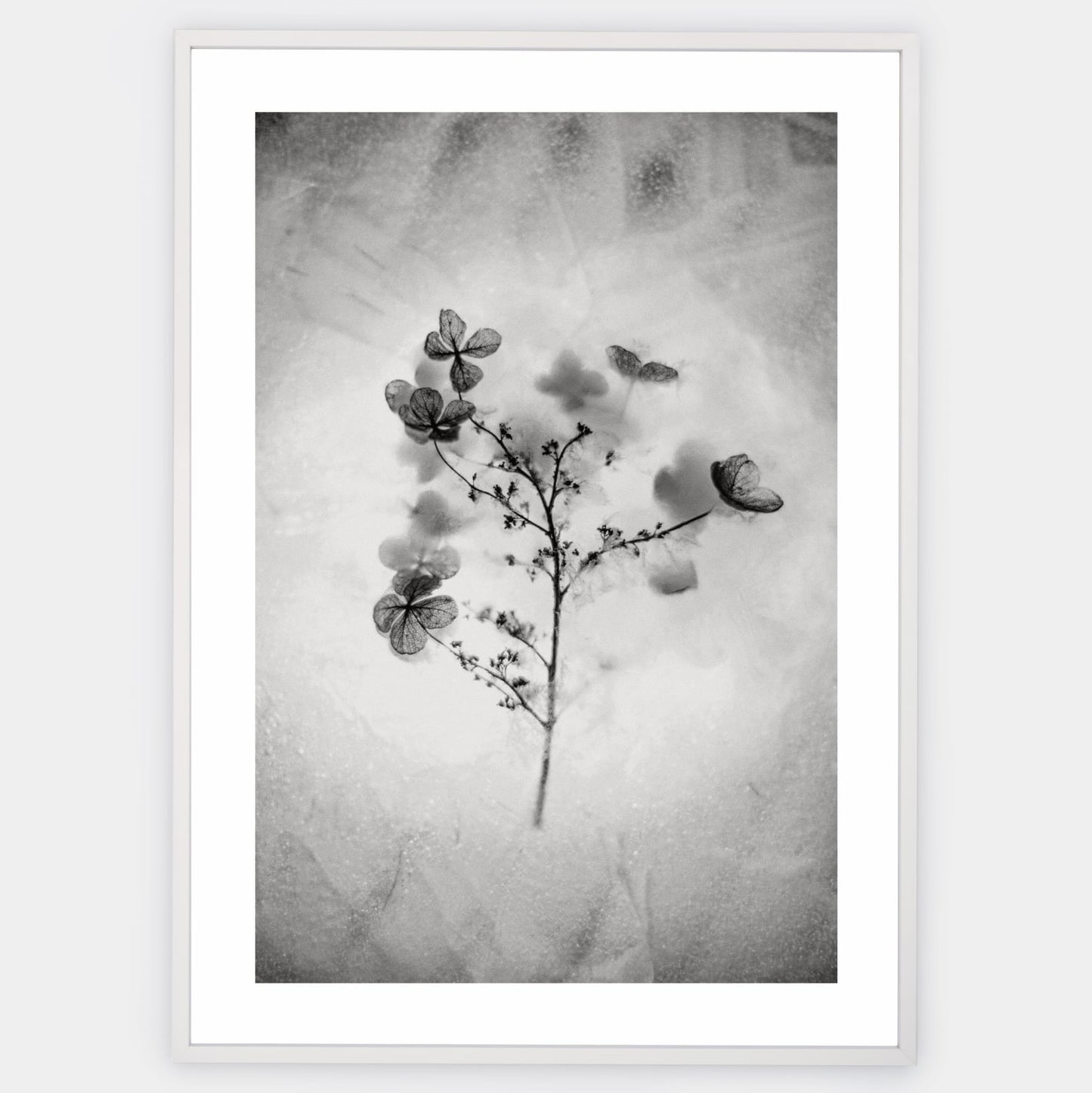Poster with a photo of a dried flower