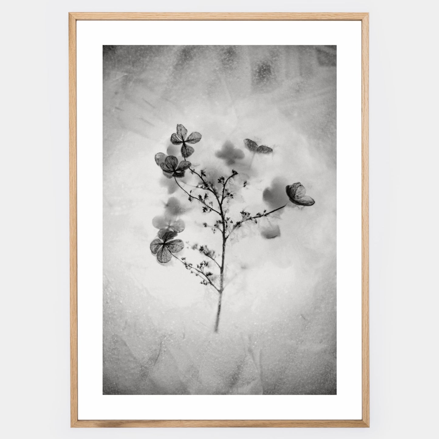 Poster with a photo of a dried flower