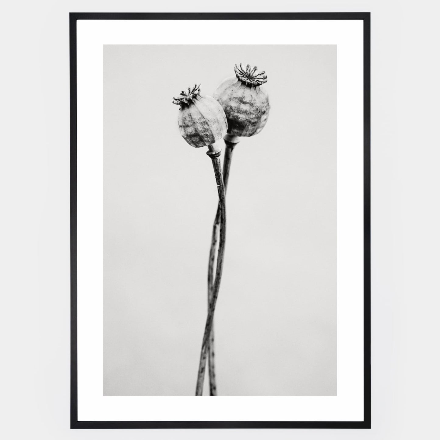 Poster with a photo of two poppies