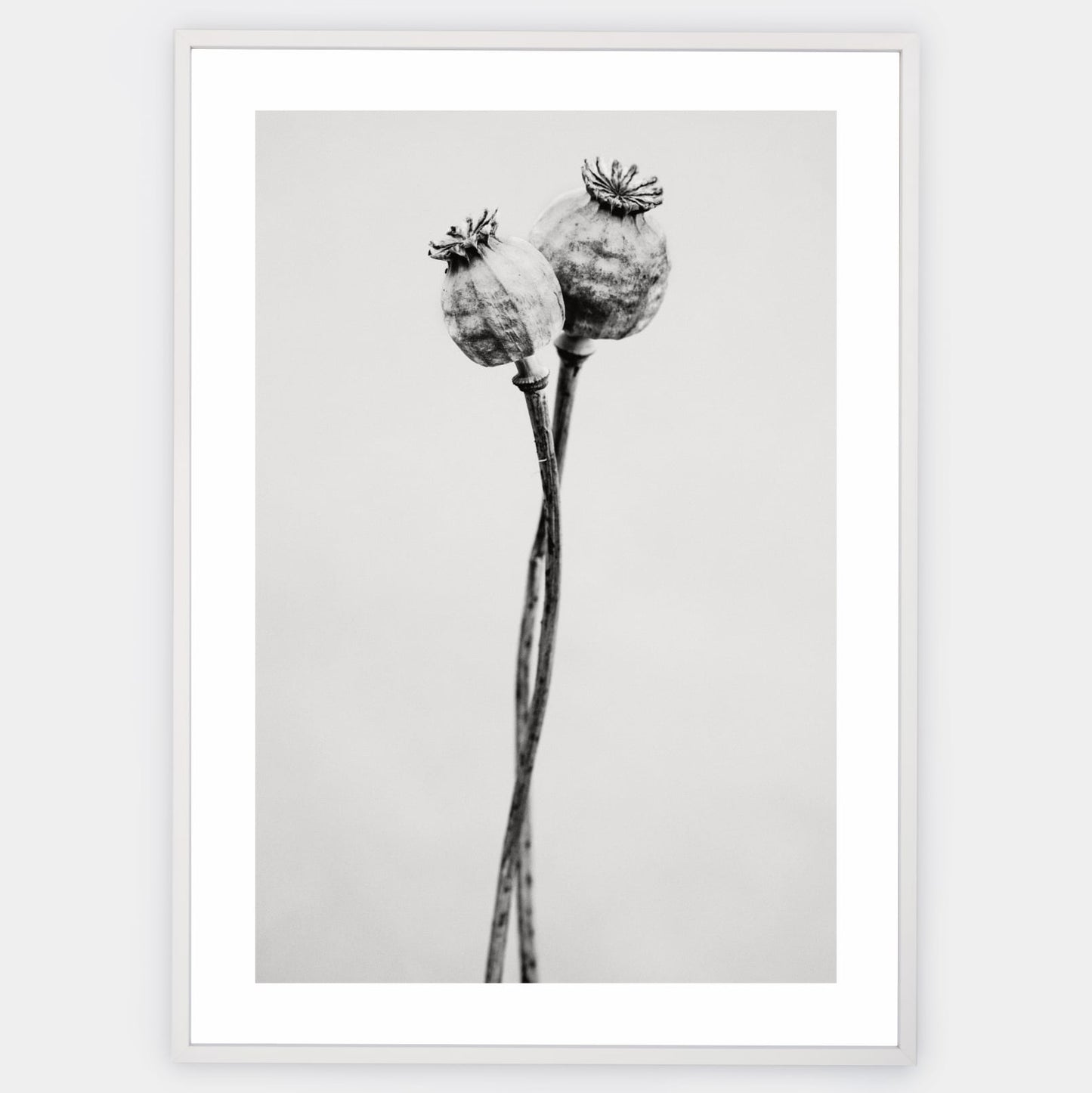 Poster with a photo of two poppies