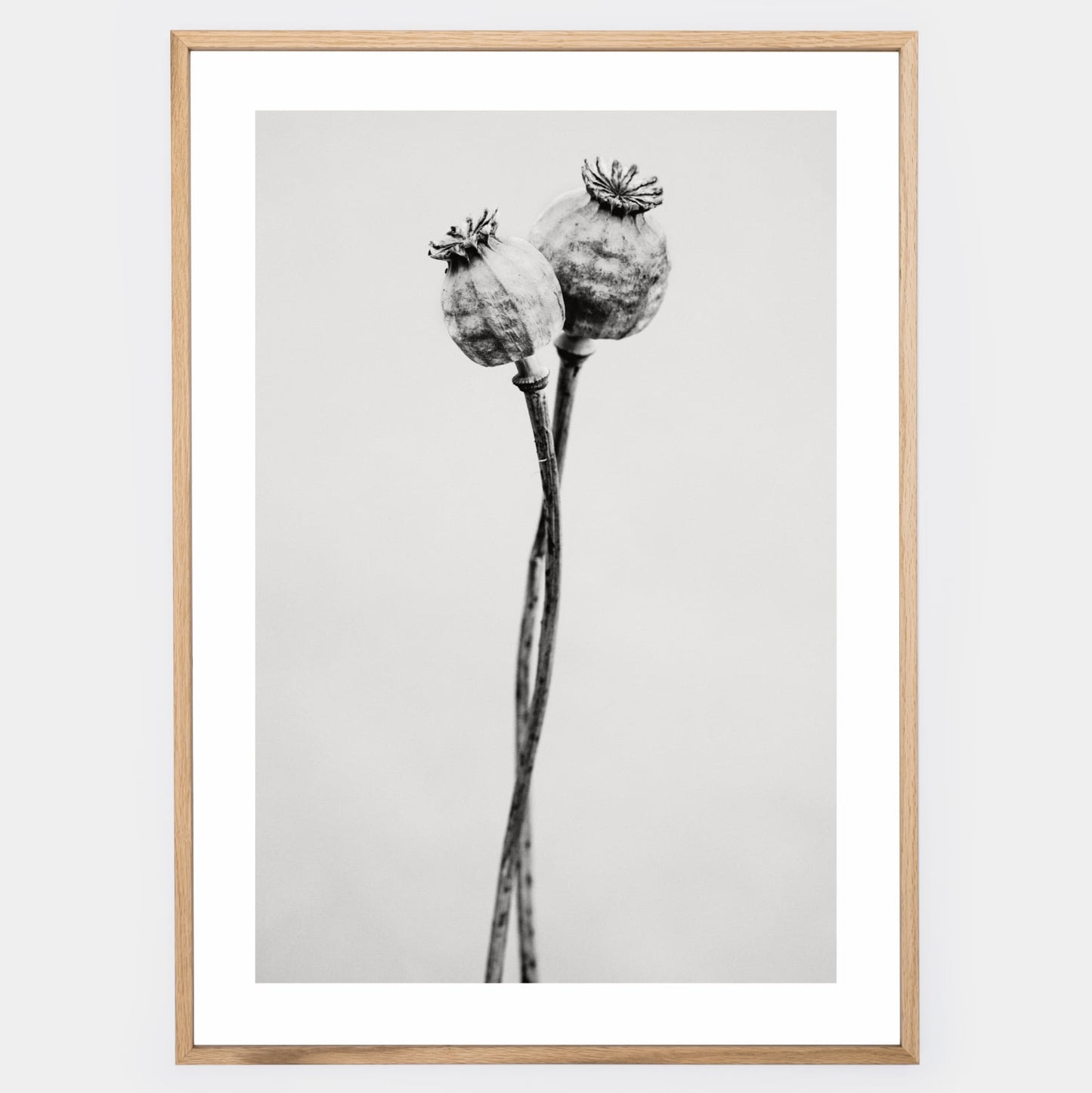 Poster with a photo of two poppies