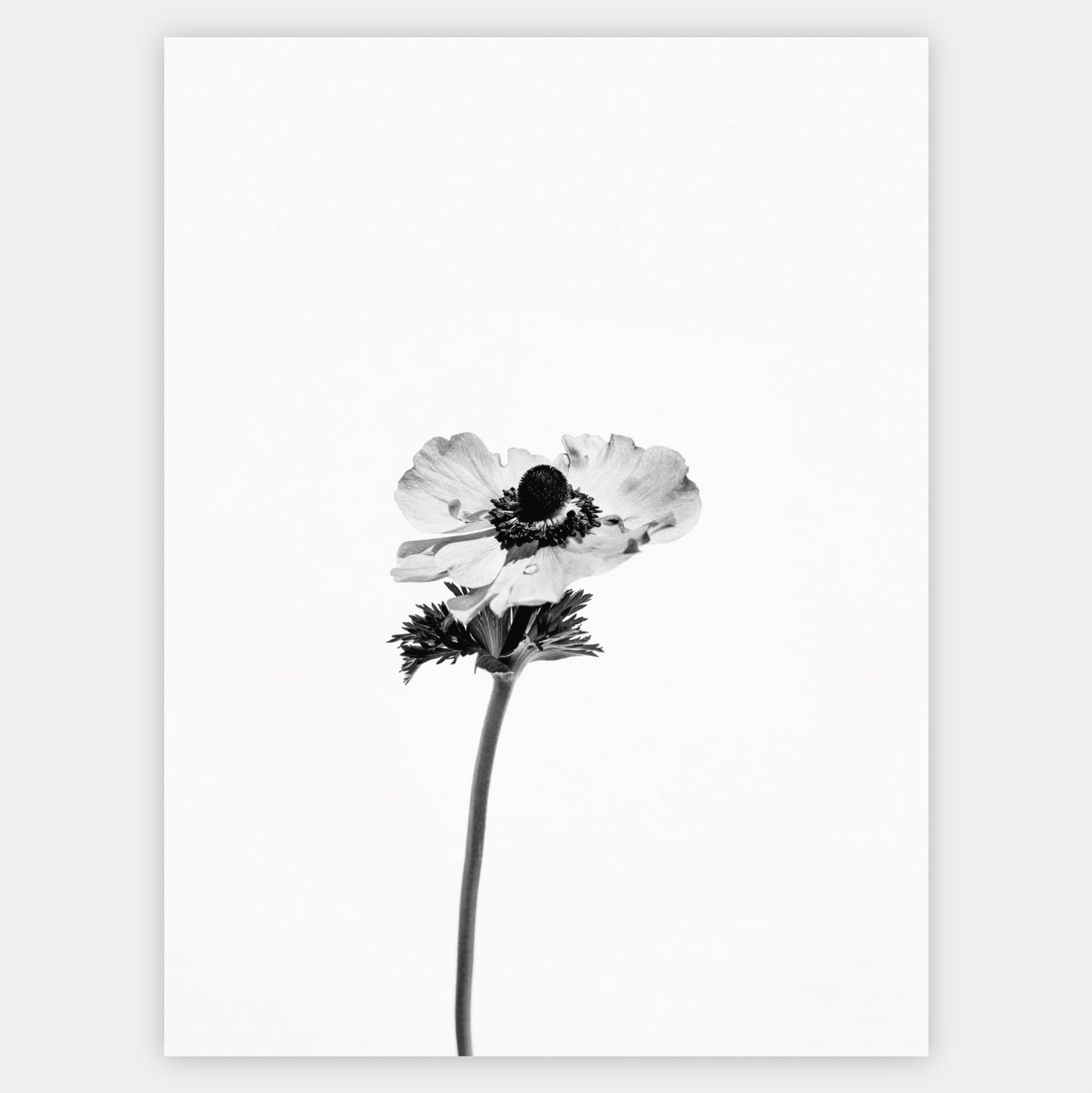 Poster with a photo of an anemone flower