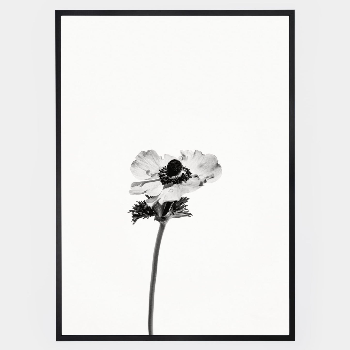Poster with a photo of an anemone flower