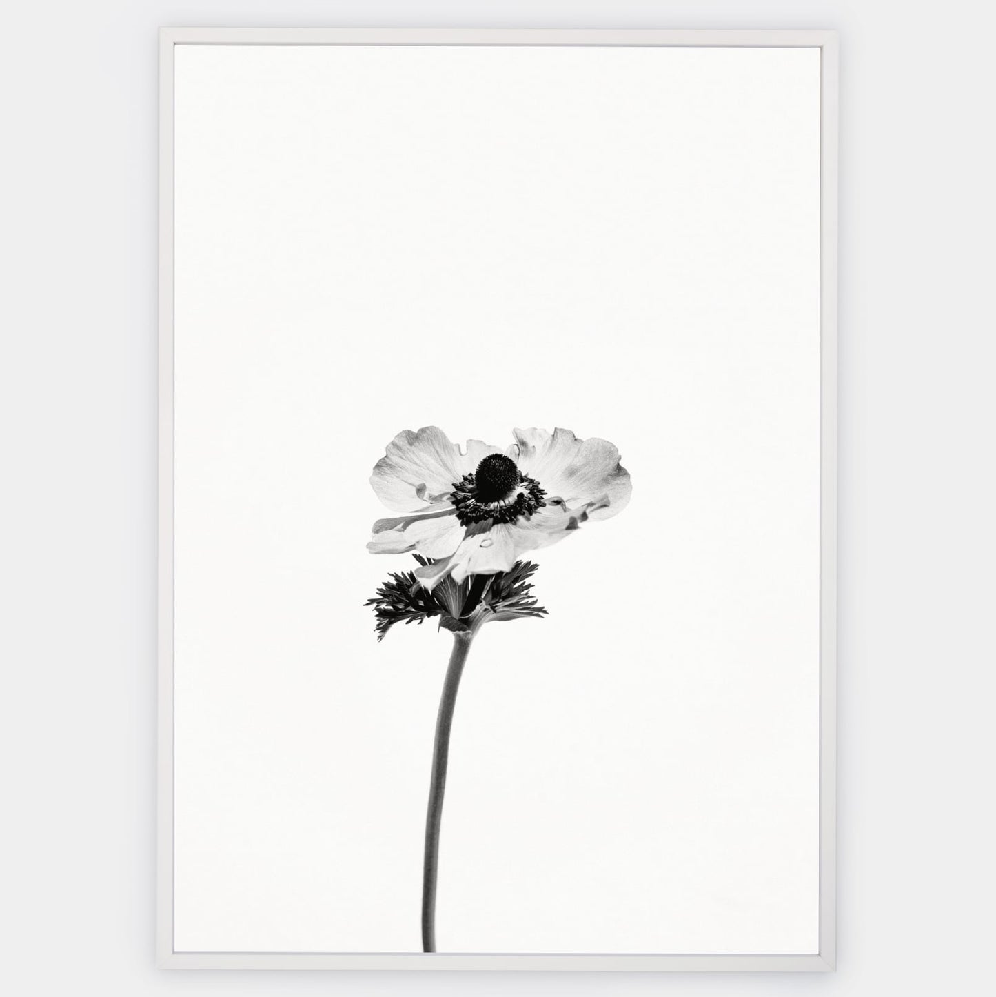 Poster with a photo of an anemone flower