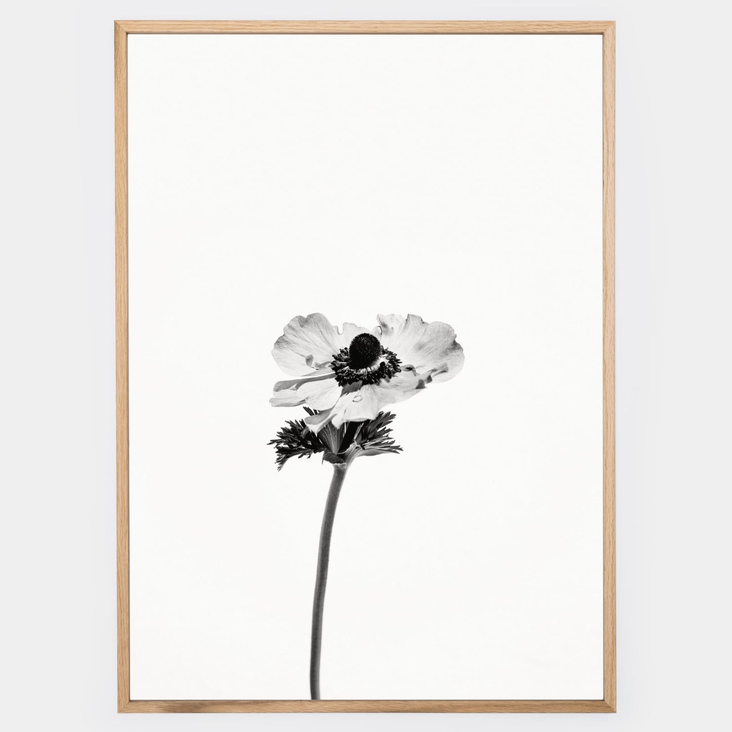 Poster with a photo of an anemone flower