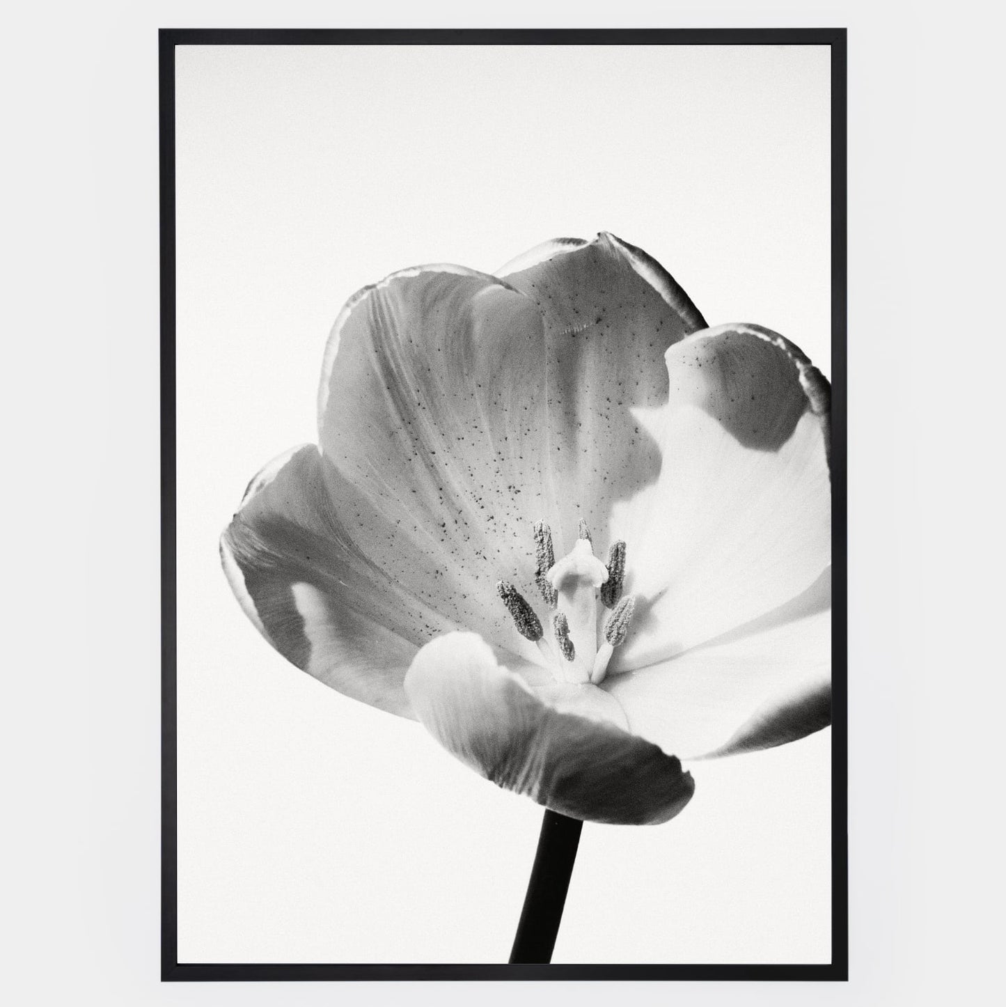 Poster with a photo of a white tulip