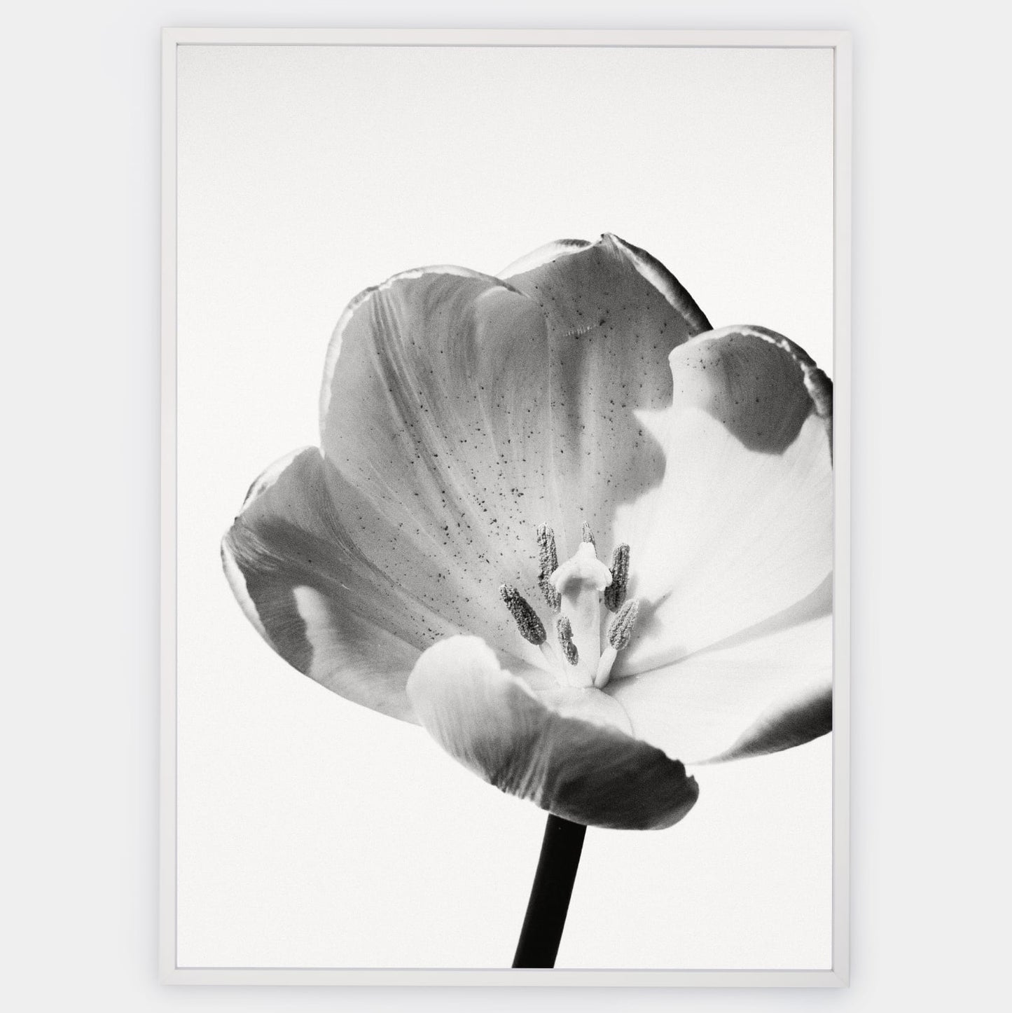 Poster with a photo of a white tulip