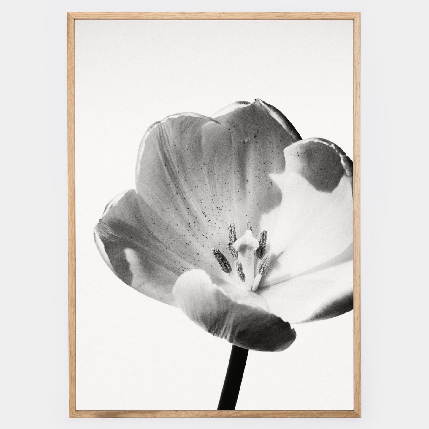 Poster with a photo of a white tulip