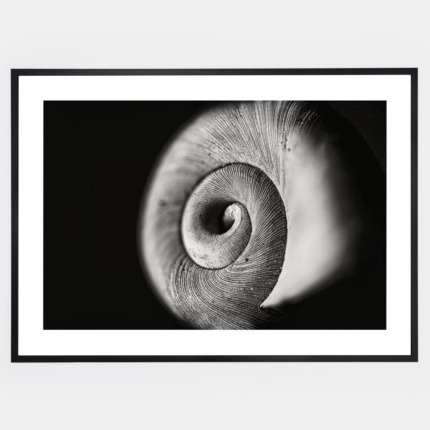 Poster with a photo of a conch