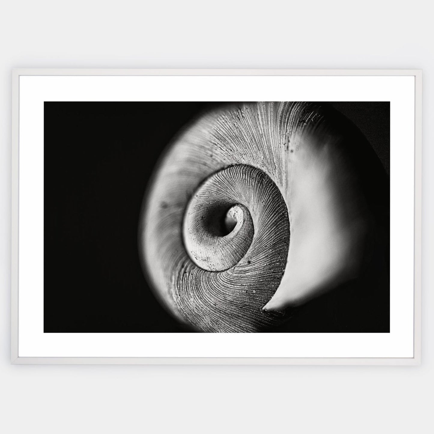 Poster with a photo of a conch
