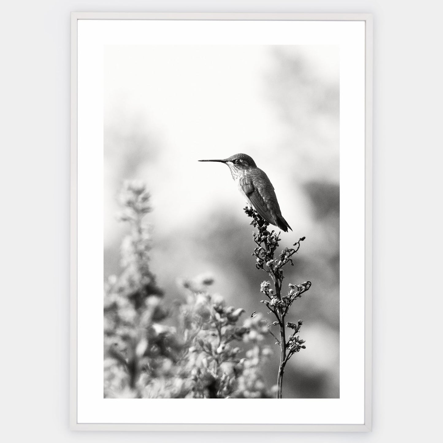 Poster with a photo of a hummingbird