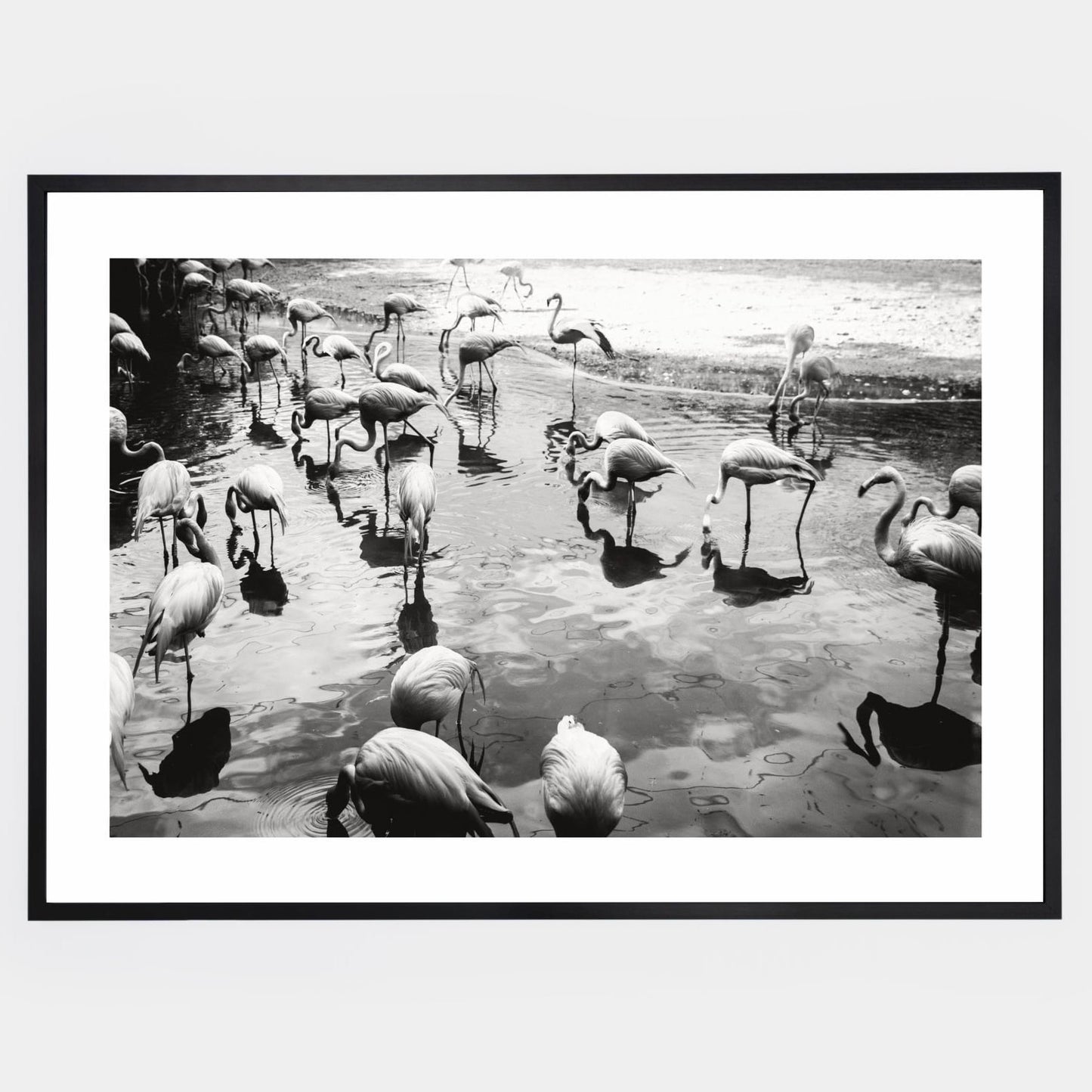 Flamingo photo poster