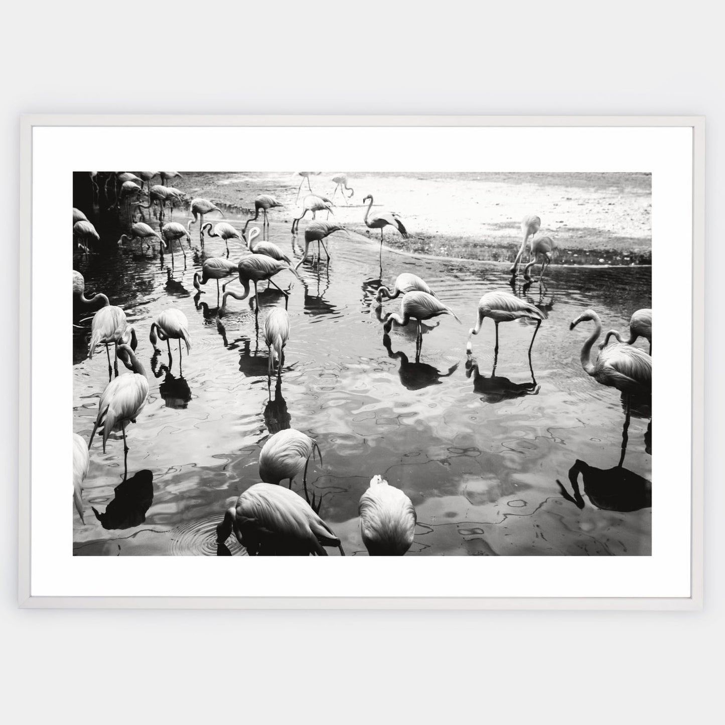 Flamingo photo poster