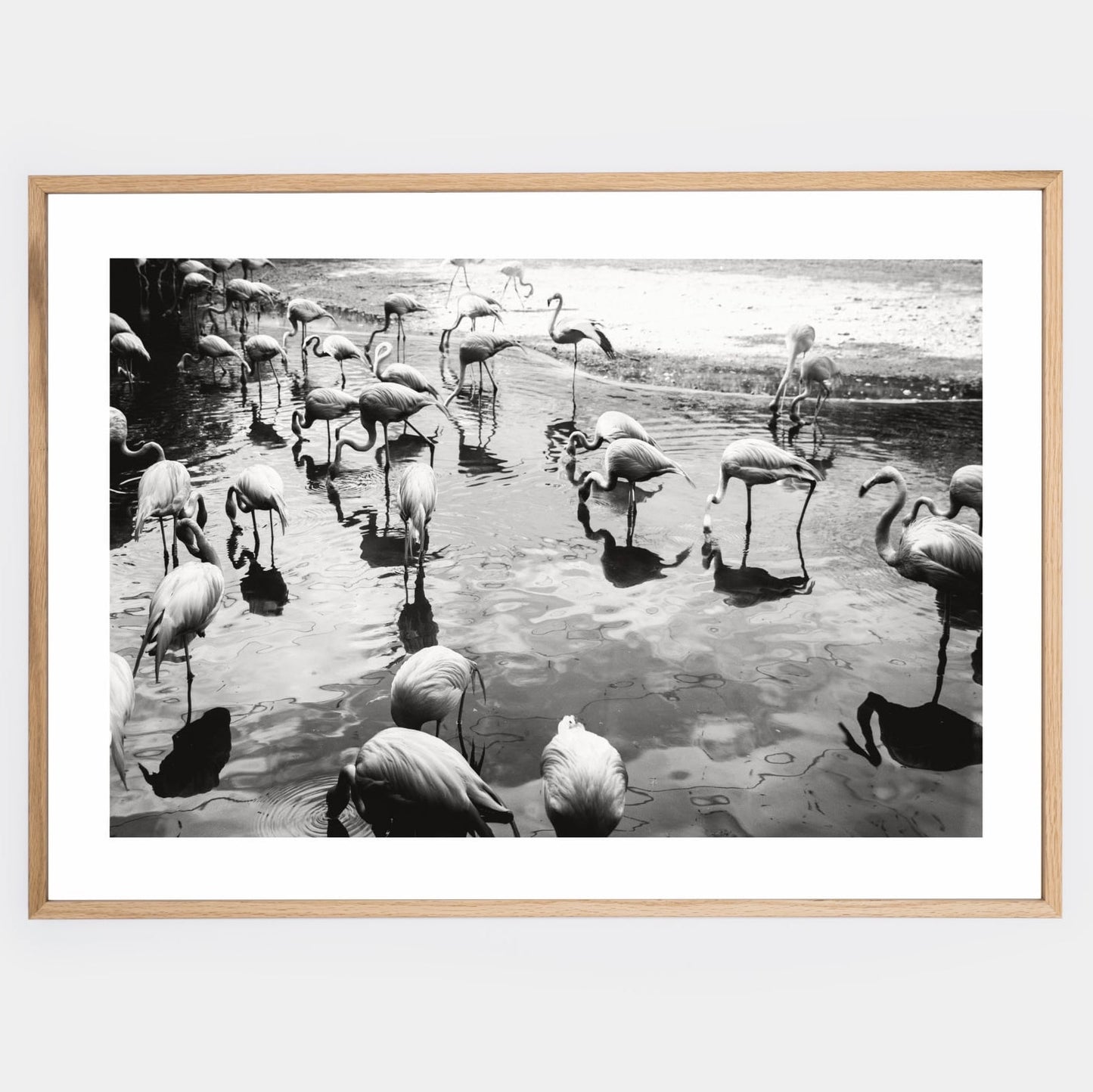 Flamingo photo poster