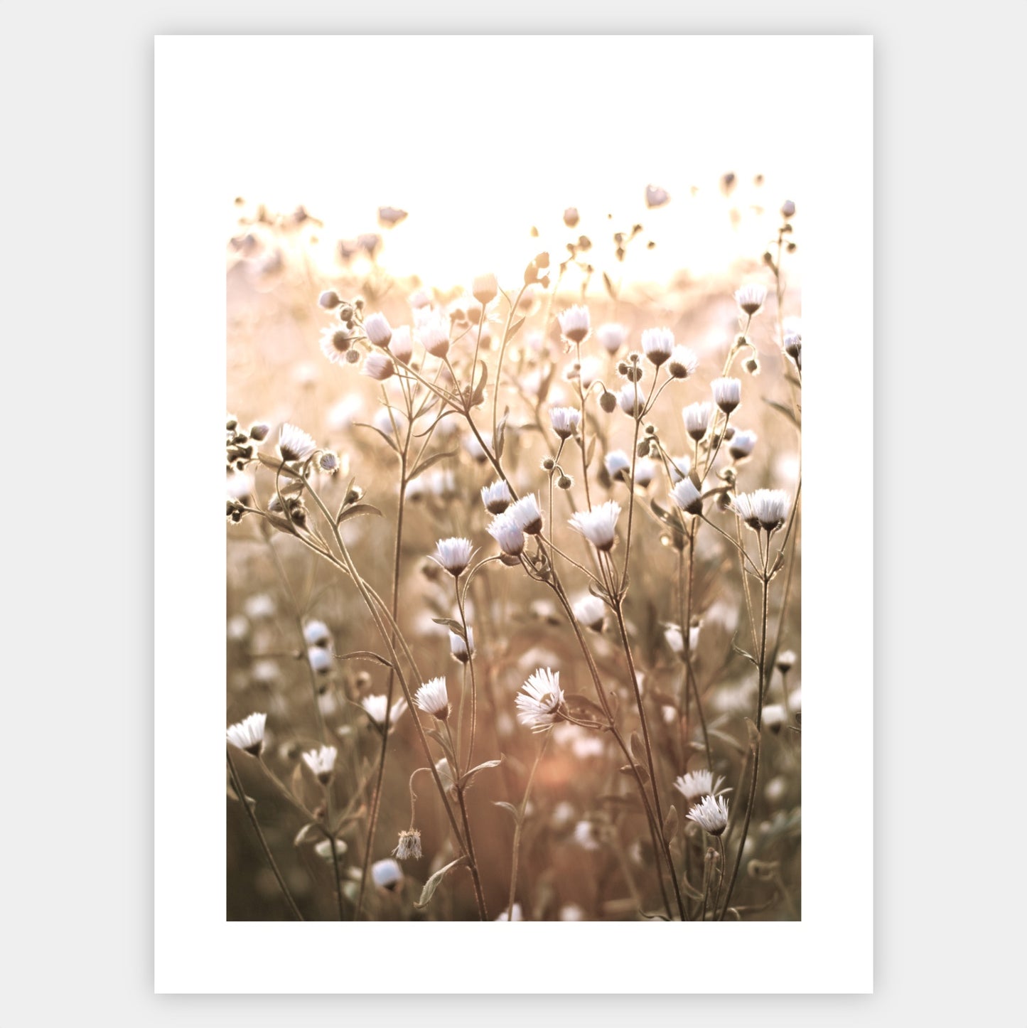 Boho poster with a photo of meadow flowers