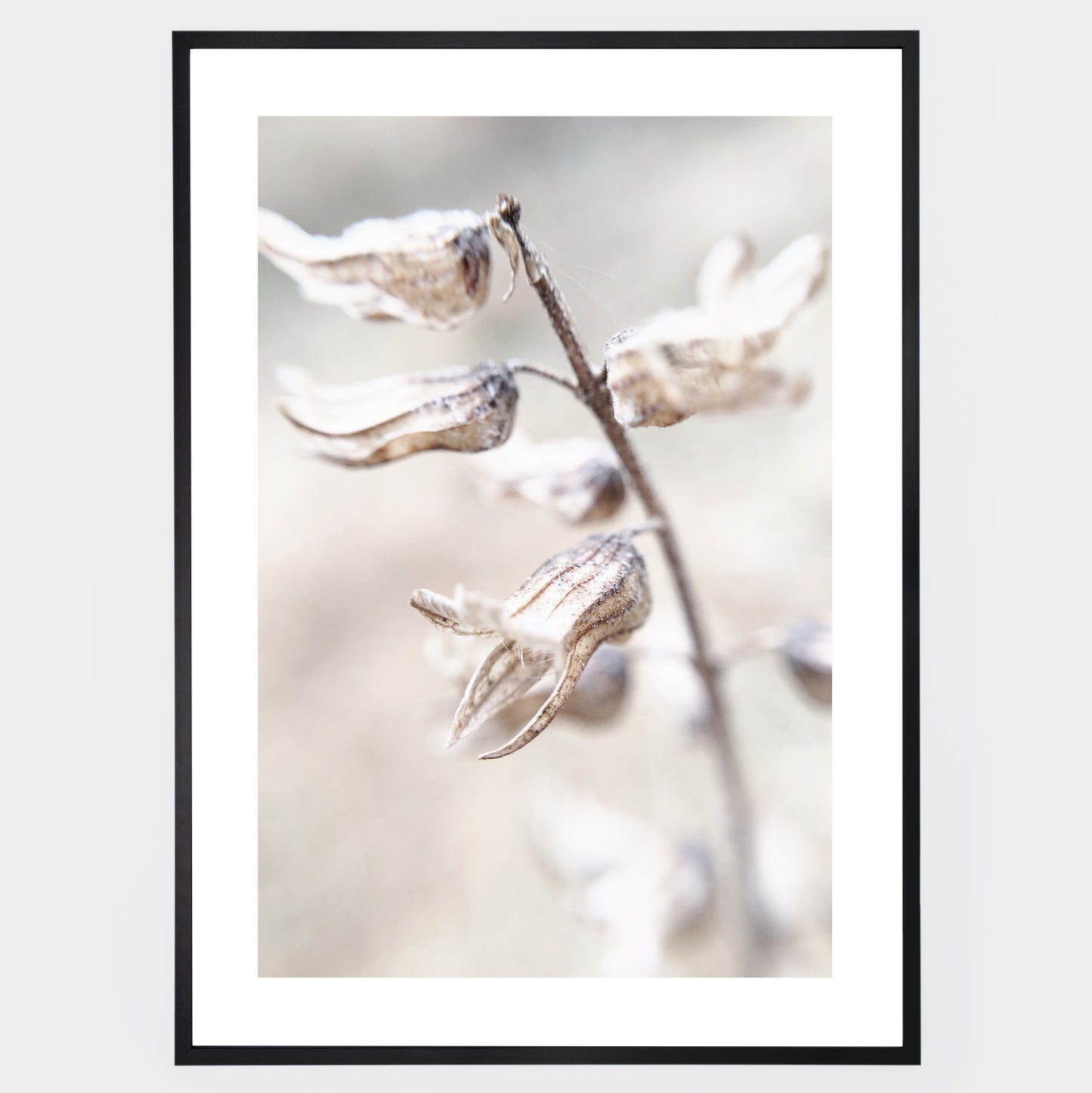 Boho poster with a photo of a dried flower