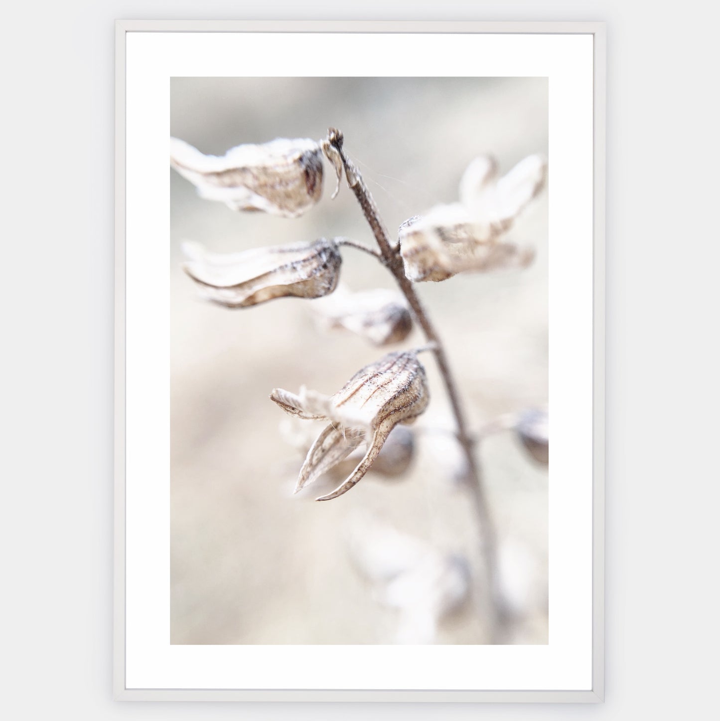 Boho poster with a photo of a dried flower