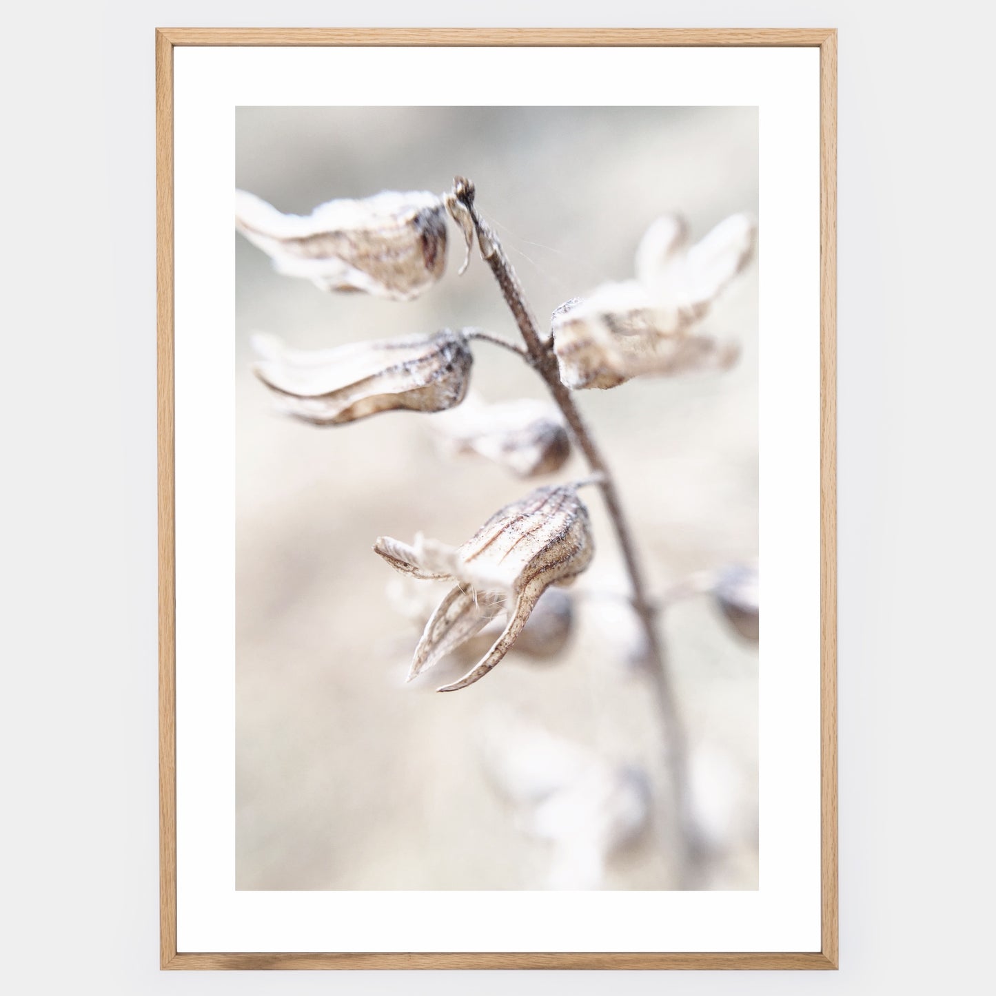 Boho poster with a photo of a dried flower