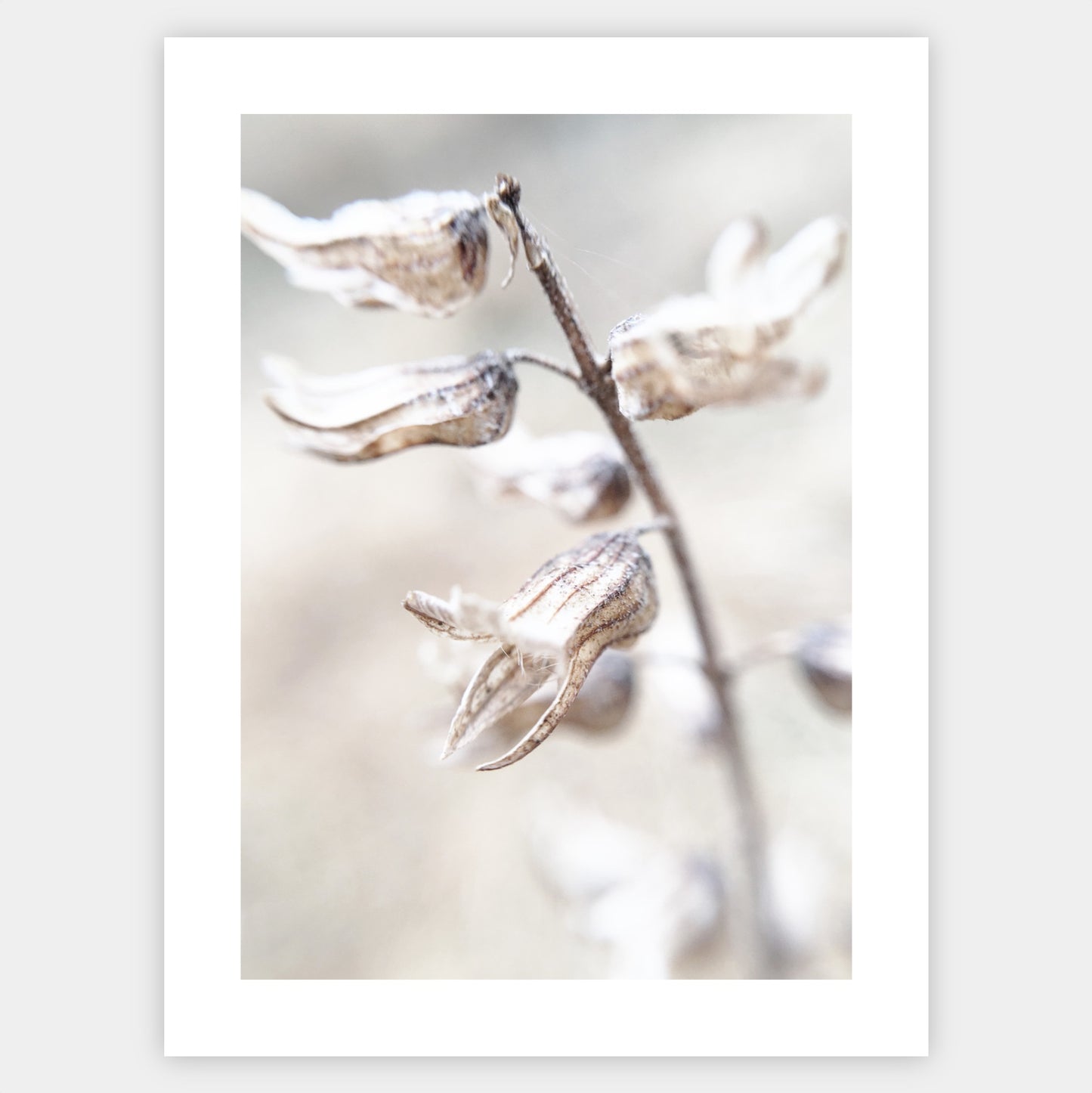 Boho poster with a photo of a dried flower