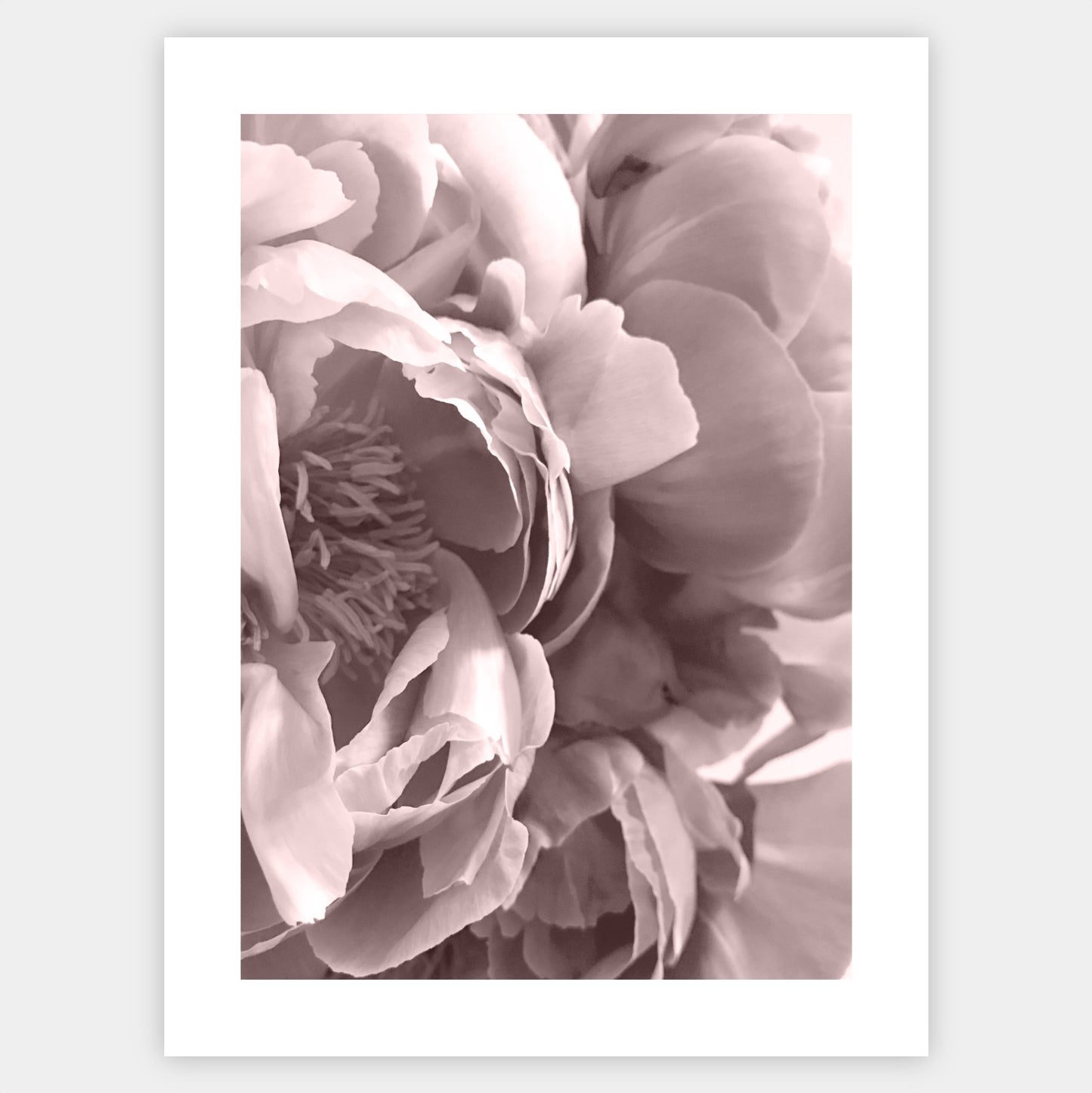 Boho poster with a photo of a peony flower