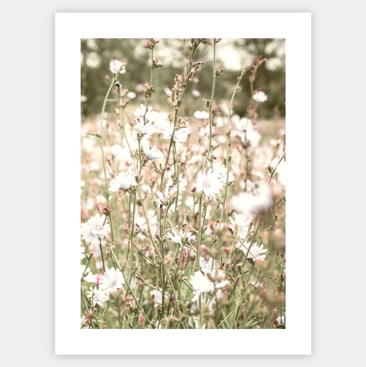 Boho plakát s fotografií kvetoucí louky