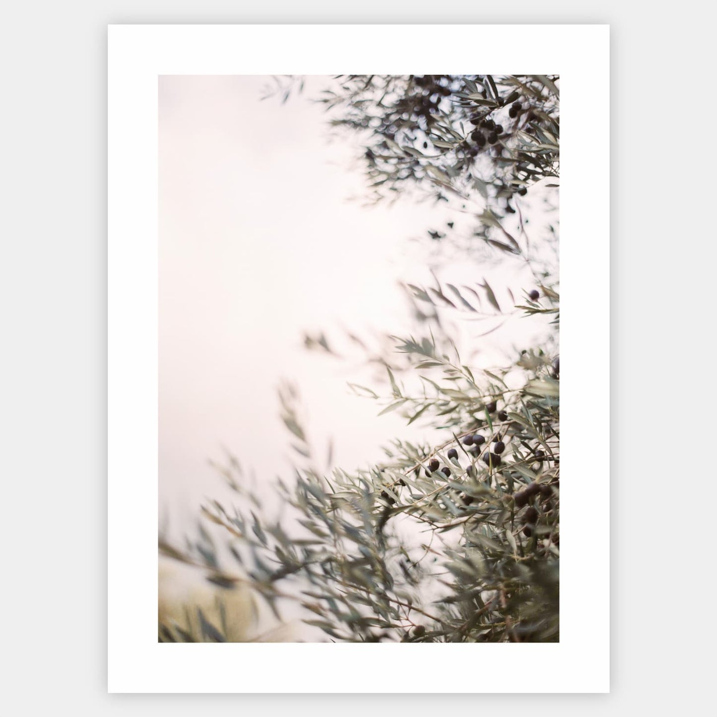 Olive Dreams III poster