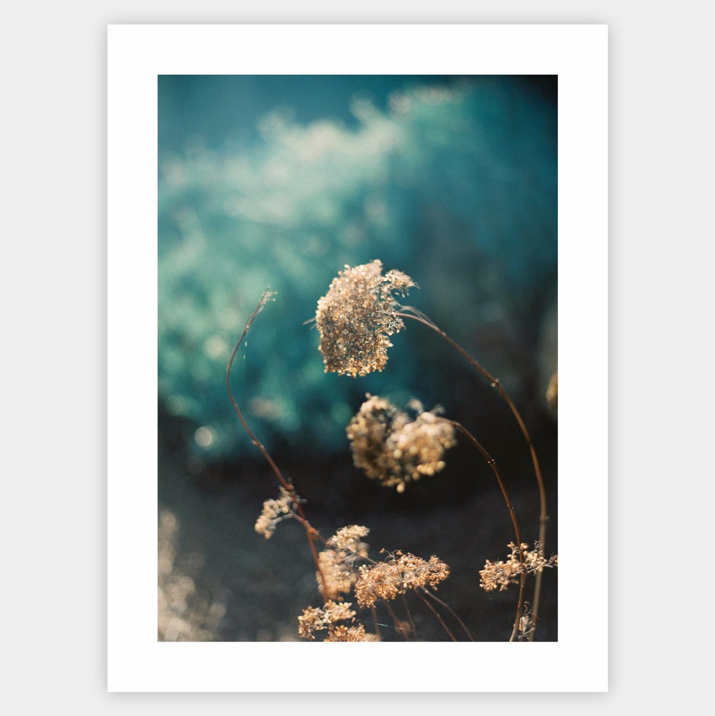 Silent Nature Poster