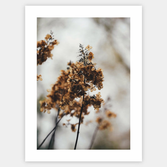 Poster with a photo of a dried hydrangea