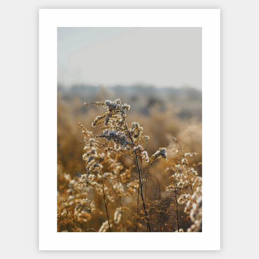 Poster with a photo of golden meadow flowers