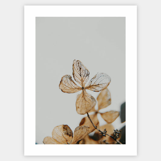 Poster with a photo of a dried hydrangea detail