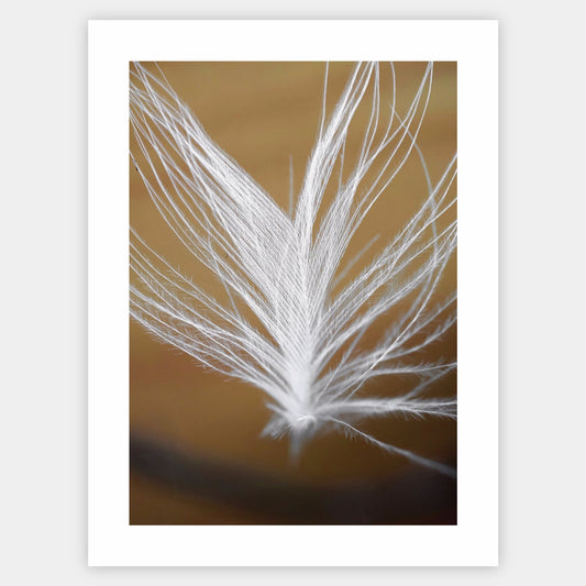 Poster with a photo of a feather on a gold background