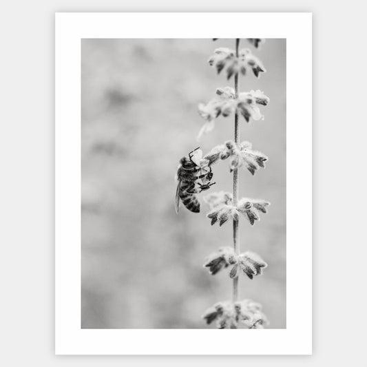 Poster with a photo of a bee