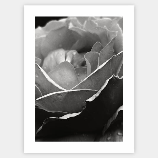 Poster with a photo of a rose
