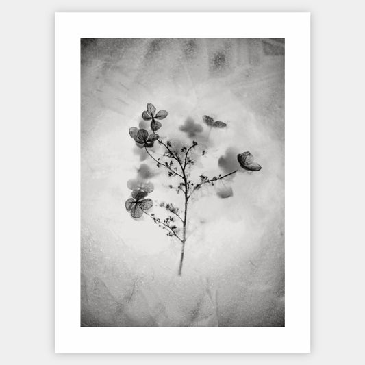 Poster with a photo of a dried flower