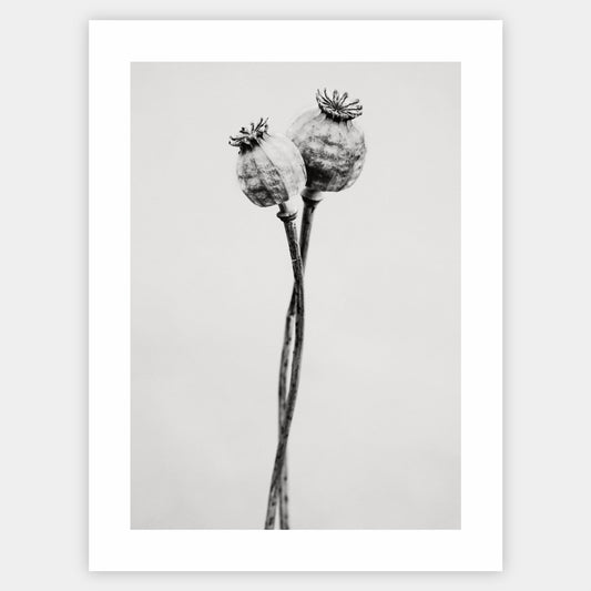 Poster with a photo of two poppies