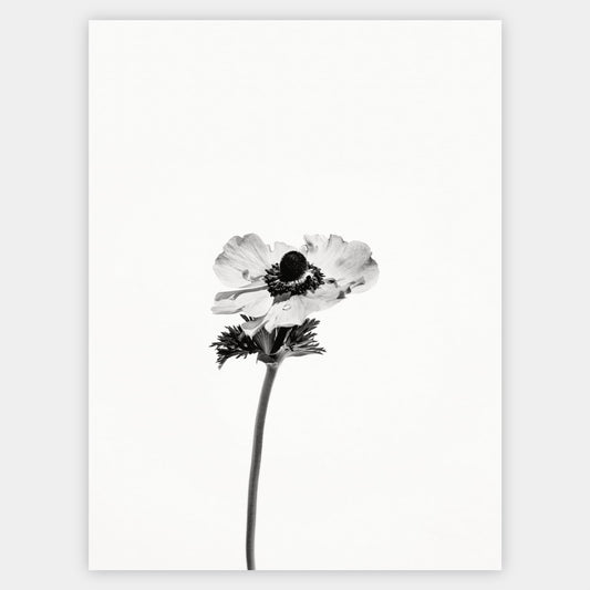 Poster with a photo of an anemone flower