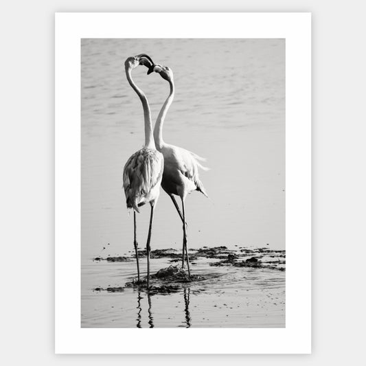Poster with a photo of two flamingos